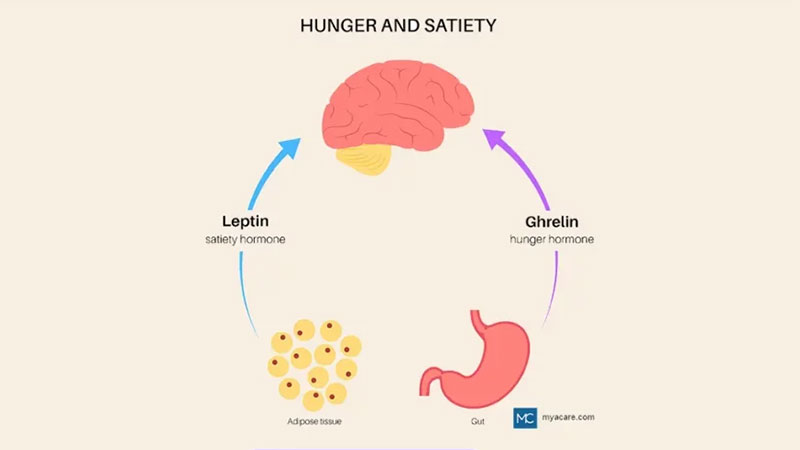 Hunger hormone